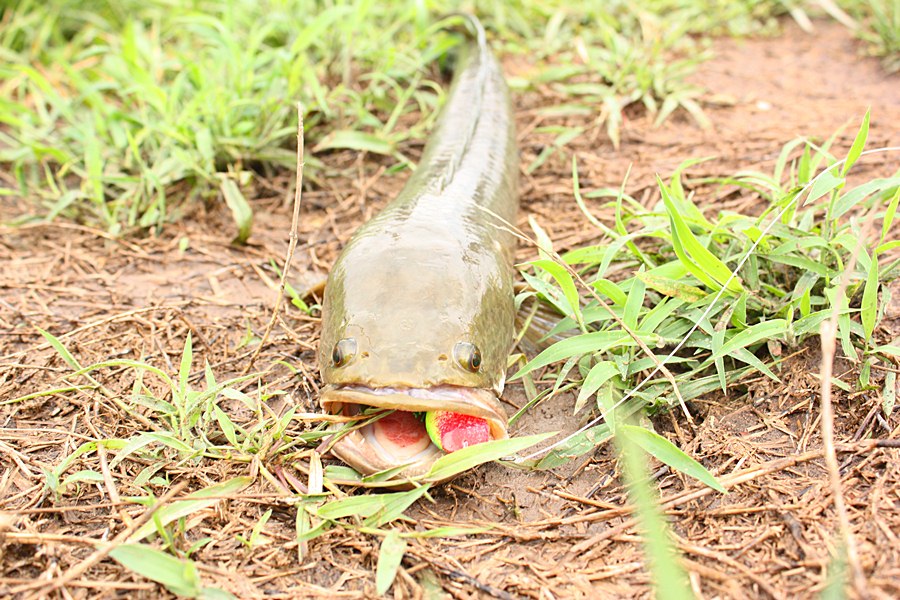 [b]หลังฝนตกเอาซะหน่อยปลาท้องนาข้างบ่อ[/b] :laughing: :laughing: :laughing: