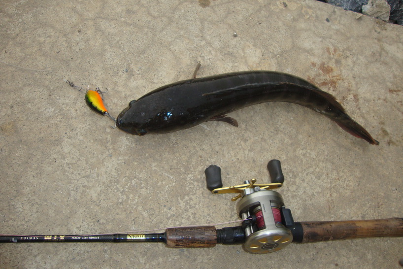 ชะโดวัยรุ่นกัดเหยื่อ rapala fatrap เต็มคำเลย..... :grin: :grin: :grin: :grin: :grin: :cheer: :cheer: