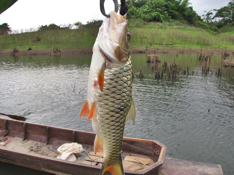 [q][i]อ้างถึง: combier posted: 04-06-2555, 12:07:22[/i]

+1ตามชมด้วย........จ้า
เขาแหลมตอนนี้ช่อน