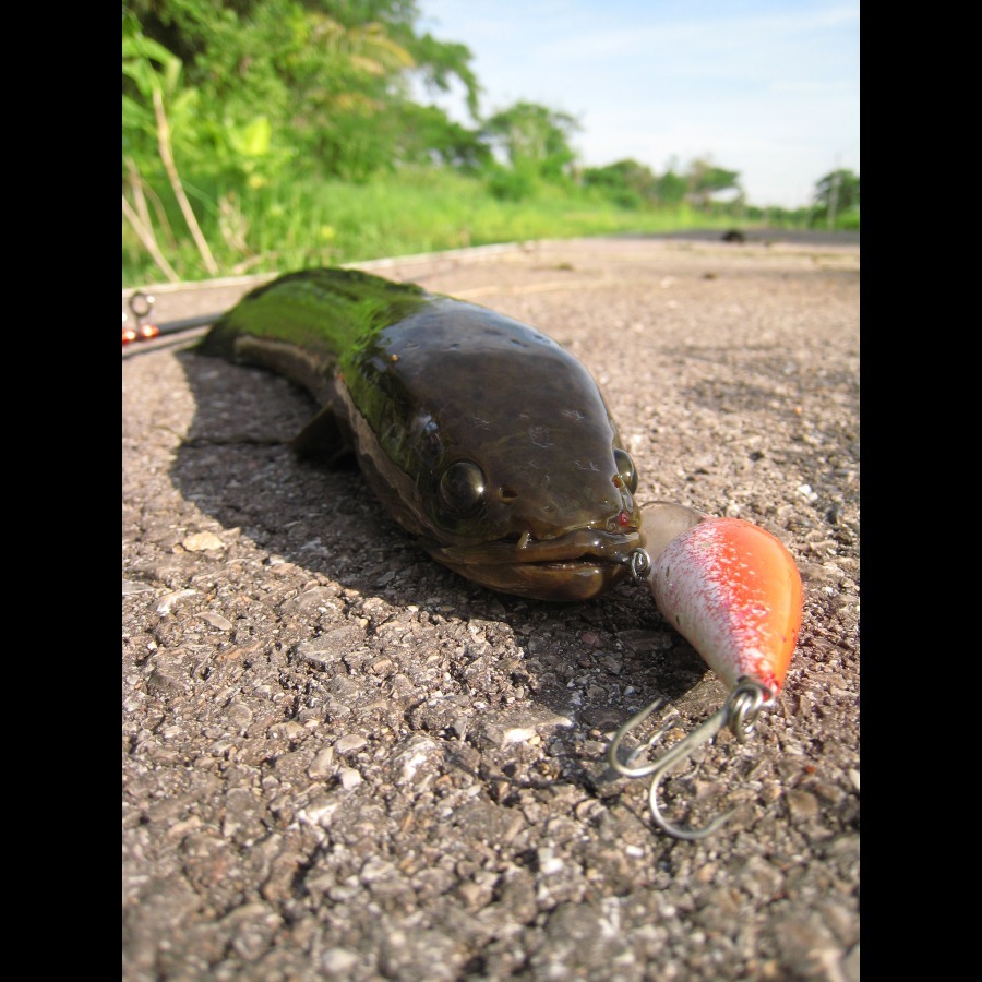 [q][i]อ้างถึง: FiShinGPex posted: 04-06-2555, 18:24:52[/i]

                                 :love
