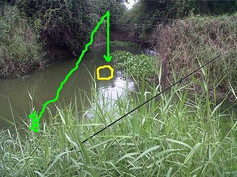 +++ วงกลมสีเหลืองจุดที่ปลาถูกแขวนอยู่

+++ สีเขียวแทนสายไดนีม่าครับ พันไว้กลับหญ้าขนข้างตลิ่ง