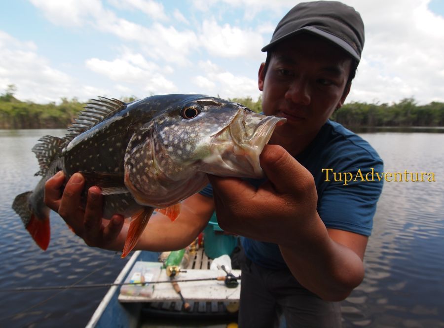 Peacock Bass ในแม่น้ำ Urubu