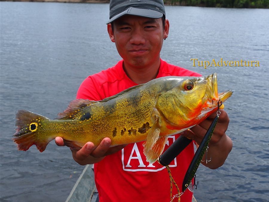 ปลา Peacock Bass Papoca ตามแบบที่คนท้องถิ่นเรียกนะครับ เป็น 1 ใน 4 สายพันธุ์ที่ผมตกได้ ส่วนตัวนะครับ