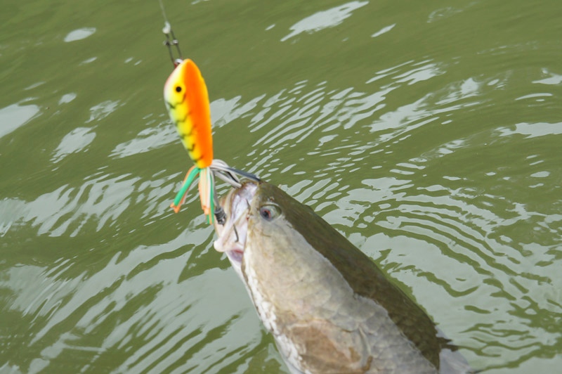 [b]รอบบ่ายน้าบอมเปลี่ยนมาใช้กบ Action lure เพราะเห็น้าบายใช้ 5555 
ติดใจเลยละซินังบอม[/b] :laughing