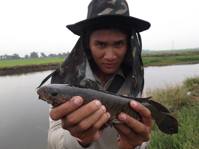 [q][i]อ้างถึง: ปาการังเทียม posted: 05-06-2555, 21:30:04[/i]

++++++++  ตามชมครับบบบบบ    น้า    +