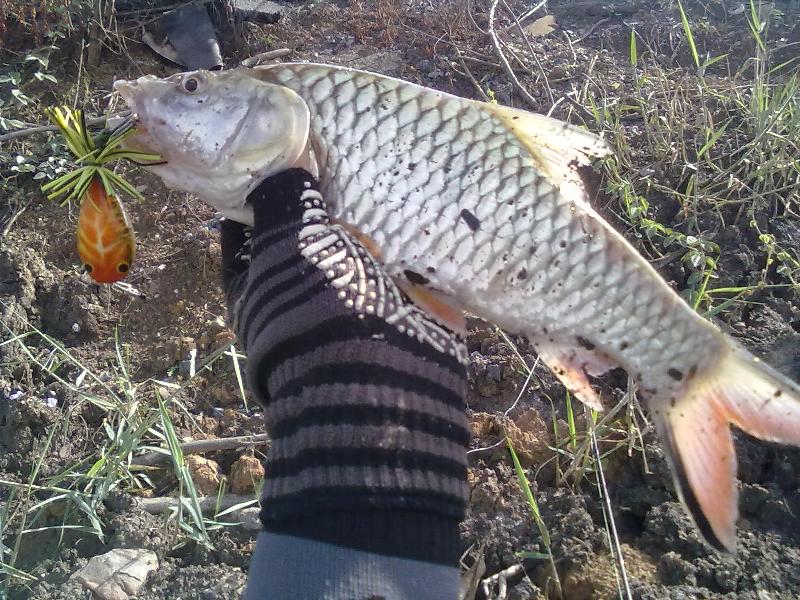 [q][i]อ้างถึง: ต่าย_actionlure posted: 06-06-2555, 11:20:25[/i]

แจร่มคร๊าบบบบบบ. เหยื่อดีช่อนใหญ่