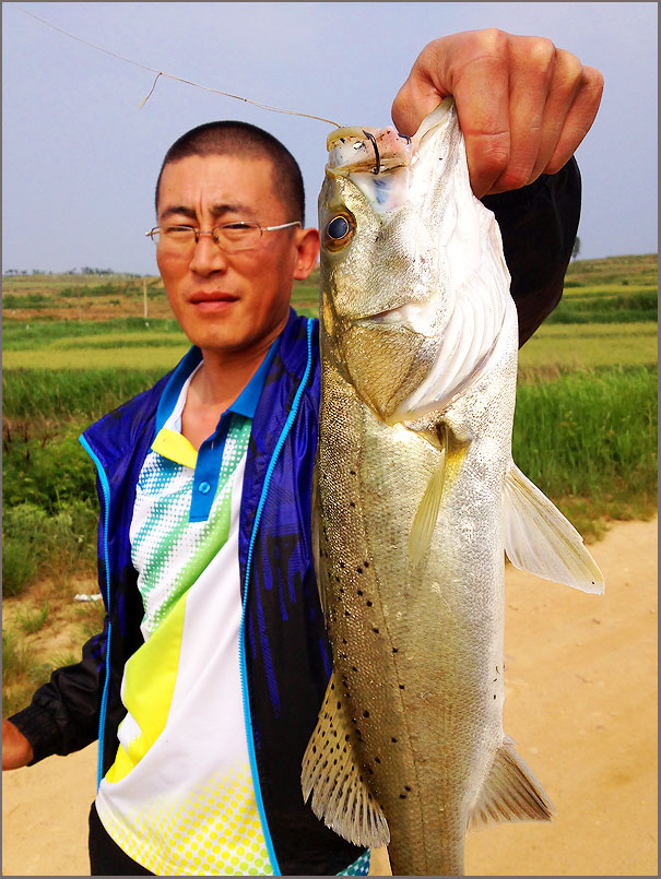 ^^ เจอกับเค้าสักทีพ่อซีแบส Japanese sea bass ? ^^