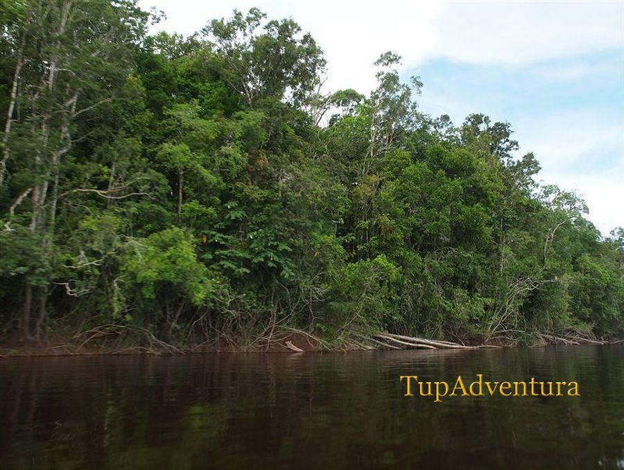หลังจากที่ได้ประสบความสำเร็จในการกาเจ้างูอนาคอนด้า ตอนนี้ฝันสุดท้ายของผม คือ หาเจ้าป่าแห่ง ป่าอเมซอน