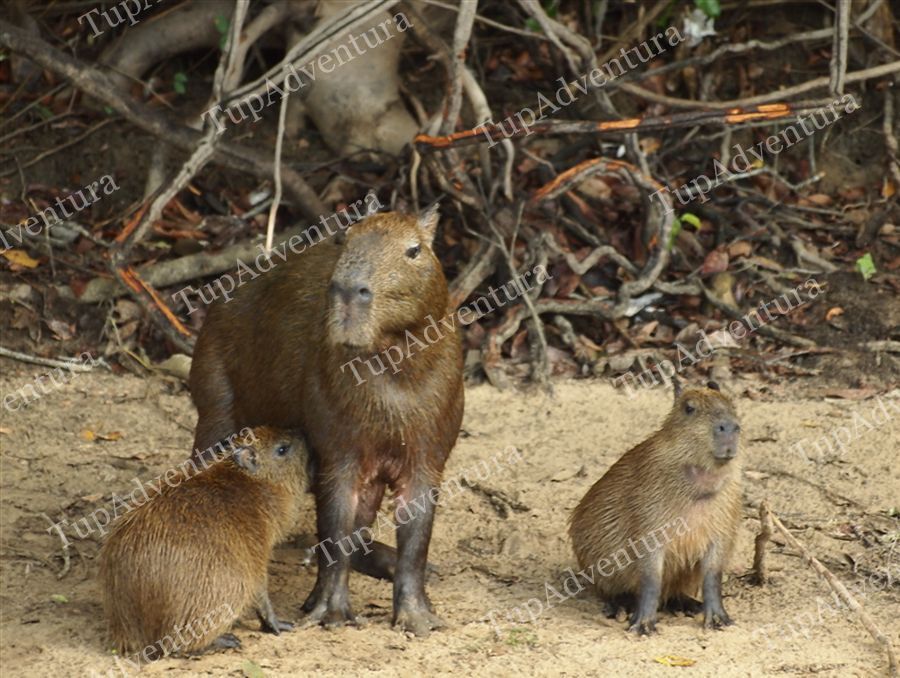 Capybara น้อยกำลัง ดูด นม ของแม่มัน