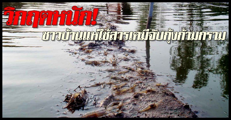 วิกฤตหนัก!ชาวบ้านแห่ใช้สารเคมีจับกุ้ง (ข่าวจาก www.komchadluek.net)