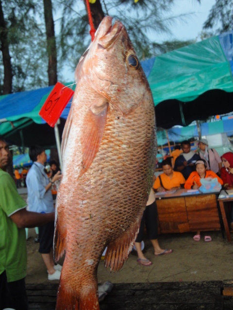 ตัวนี้น่าจะไม่ติดรางวัล เห็นสีสวยดีเลยเอามาลงให้ดูว่าที่สายบุรีก็มีปลาเกมส์นี้