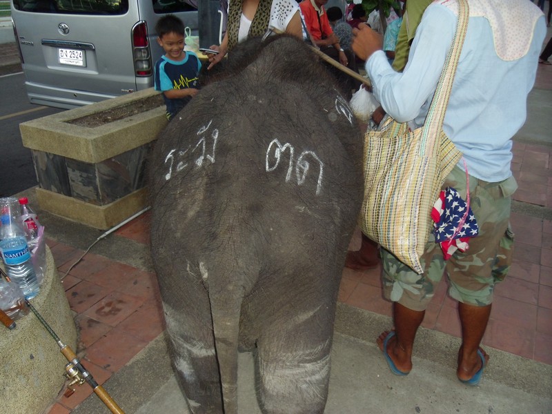 ระวังช้างตด