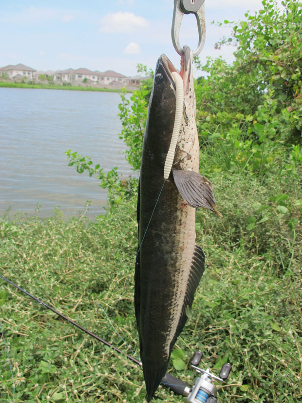 Texas Rig Country