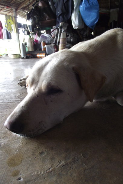 เบื่ออ้ายอ้วนจริงๆ.............   :tongue: :tongue: :tongue: :tongue:
