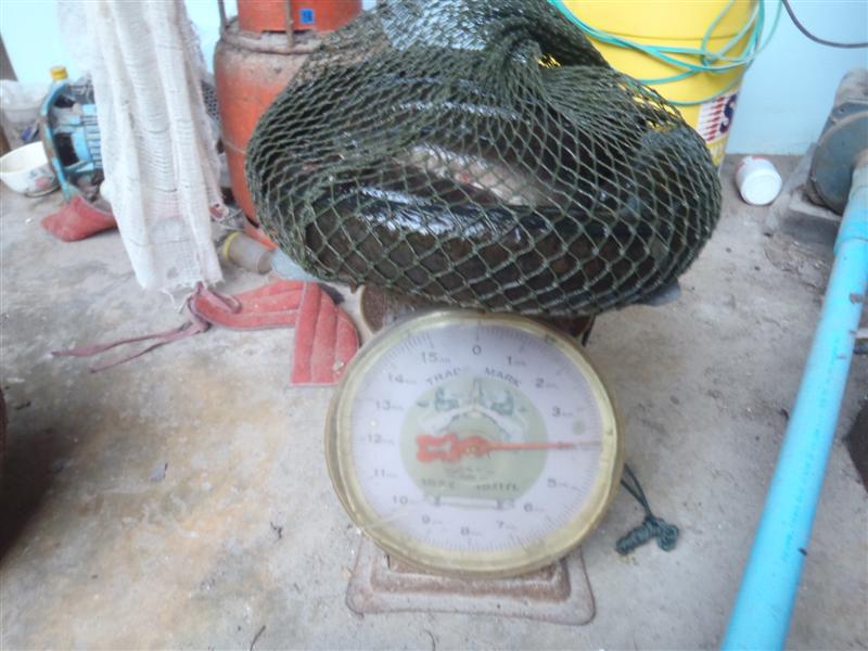 
   น้ำหนักที่ชั่งได้  3.8 kg.   ครับ 

 :grin: :grin: :grin: :grin: :grin: :grin: :grin: :grin: 