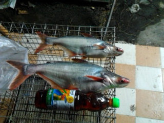 สวายคลองธรรมชาติกินใส้เดือนครับ