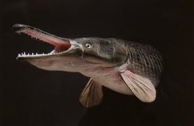 THFT(Thai Houston Fishing Team) Gar Fish ทริบ By บอย แคลิ