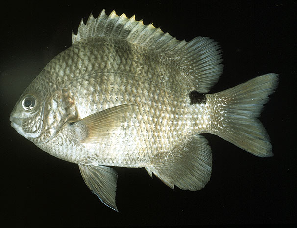 Abudefduf sordidus   (Forsskål, 1775) Blackspot sergeant 
ขนาด 12cm