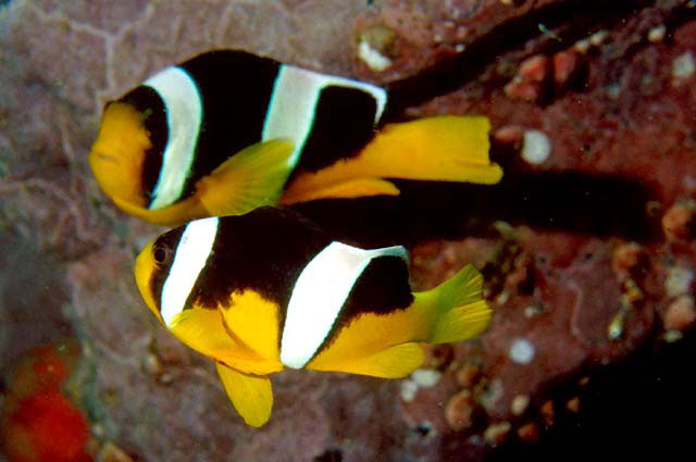 Amphiprion sebae   Bleeker, 1853 Sebae anemonefish
ขนาด16cm