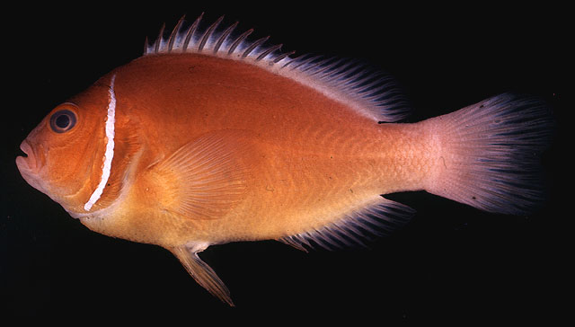 Amphiprion perideraion   Bleeker, 1855 Pink anemonefish ขนาด 10cm