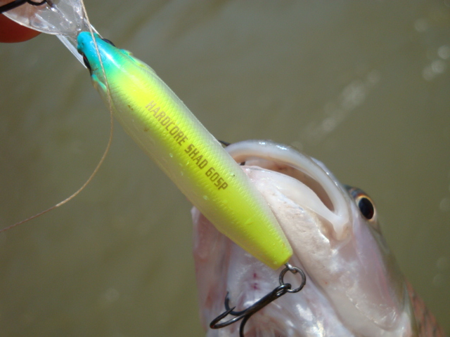  :love: :love:HARDCOE SHAD 60SP :love: :love: