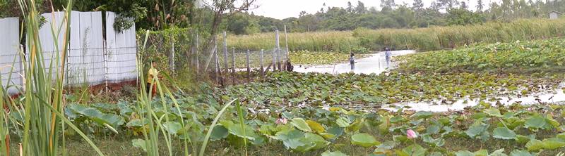 พาโนราม่าสักภาพ