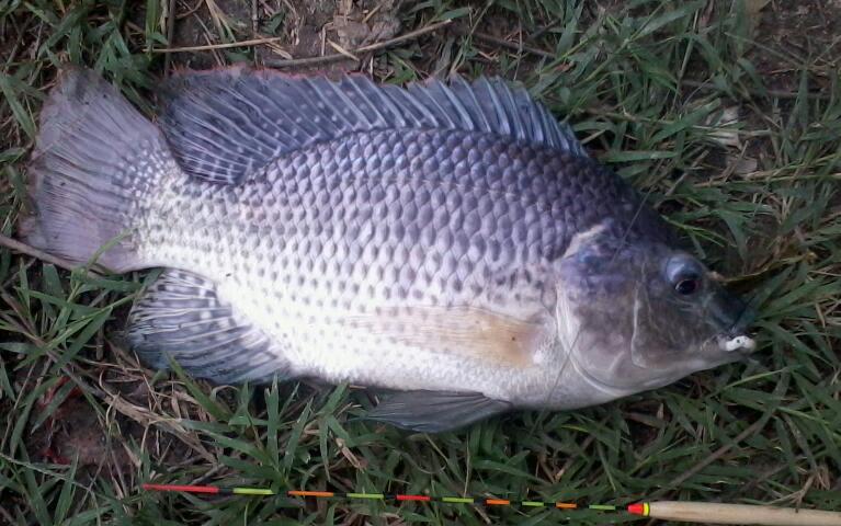 Big Big