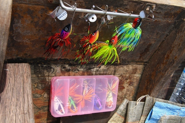 สวนในกล่องข้างล่างนัั้น ปลาช่อนท่าจีนบอก ชอบมากๆครับ กบป๋าหลำ
๑๑ มิดไนบลู สีโปรดของป๋า(น้ำเงินหลังม