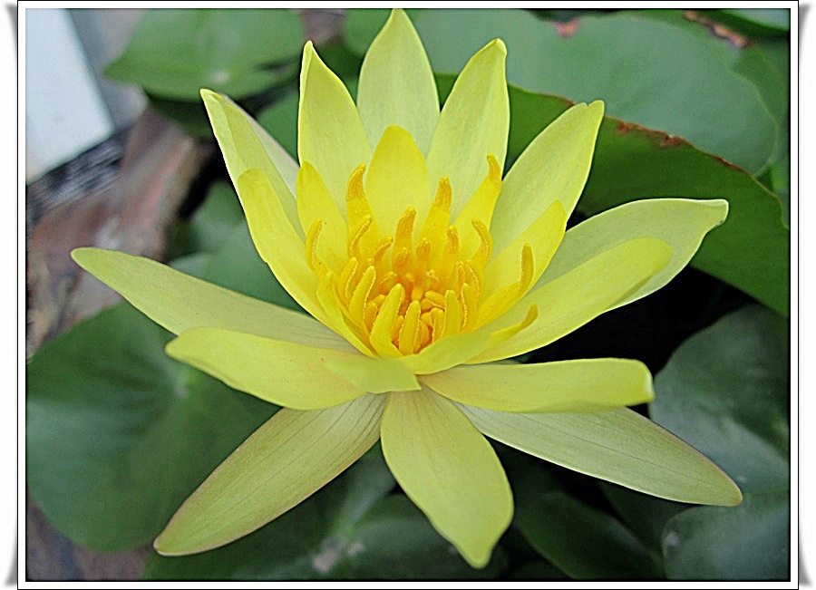 [center]  [b]  ขอลาด้วยภาพสุดท้ายนี้นะครับ 

ทริฟหน้าพบกับปลาที่แม่น้ำเจ้าพระยานะครับ 

ขอขอบคุ