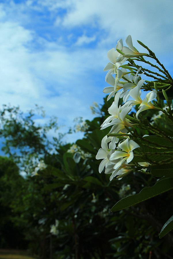 +++ขาวพวง..กลิ่นหอม..ดอกดกทั้งปี.... :love: :love: :love: