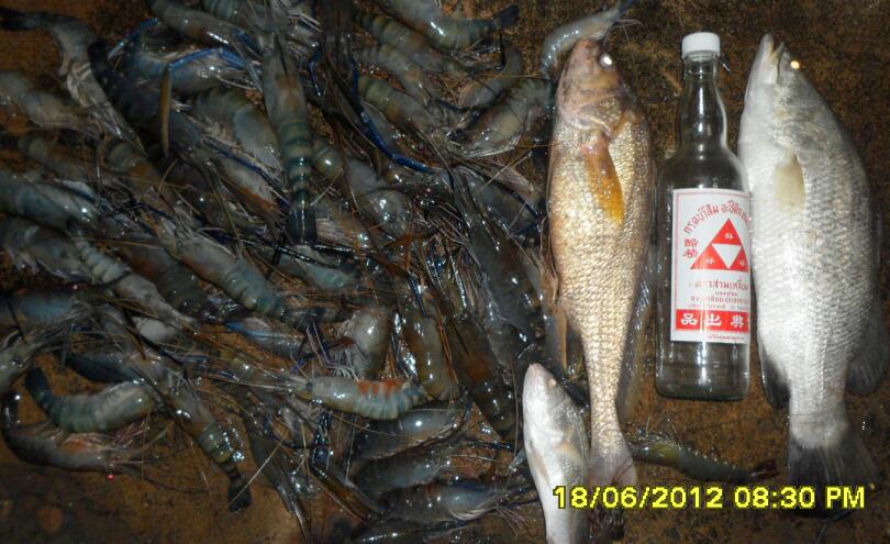 กุ้ง. ปลา.   ขวดแม่โขง