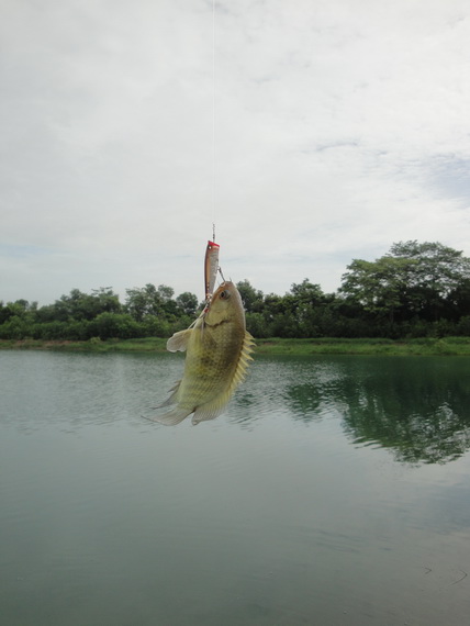 เพิ่งรู้นะ ว่ามันกัดป็อบด้วย :laughing: :laughing: :laughing: