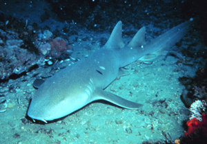 ตัวต่อมานะครับ ฉลามพยาบาล

ฉลามพยาบาลหรือฉลามขี้เซา(อังกฤษ: Tawny nurse shark, Nurse shark, Sleepy