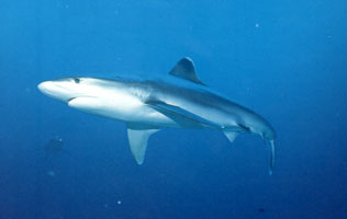 ตัวต่อมาครับ ฉลามครีบเงิน

ฉลามครีบเงิน (อังกฤษ: Silvertip shark)มีลักษณะคล้ายกับปลาฉลามครีบดำ (C.