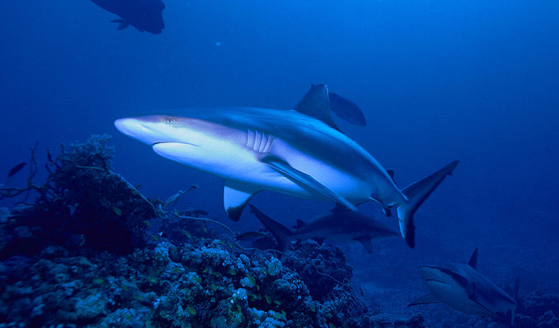 ตัวต่อมานะครับ ฉลามปะการังเทา

ฉลามปะการังเทา(อังกฤษ:Gray reef shark)มีรูปร่างโดยทั่วไปคล้ายกับฉลา