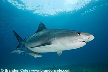 ตัวต่อมานะครับ ฉลามเสือ

ฉลามเสือ (อังกฤษ: Tiger shark)เป็นฉลามที่ได้ชื่อว่าเป็นปลาที่กินไม่เลือกเ