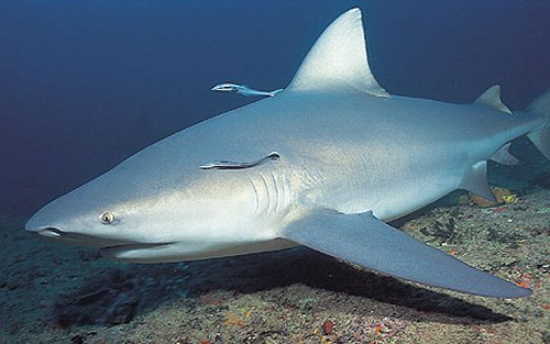 ตัวต่อมานะครับ น้องใหม่ของทะเลไทย ฉลามกระทิง

ฉลามกระทิงหรือฉลามหัวบาตร(อังกฤษ: Bull shark) เป็นปล