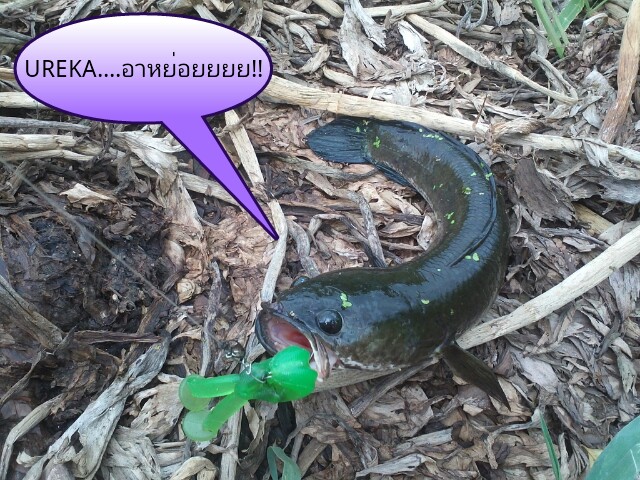 เมื่อวานครับ