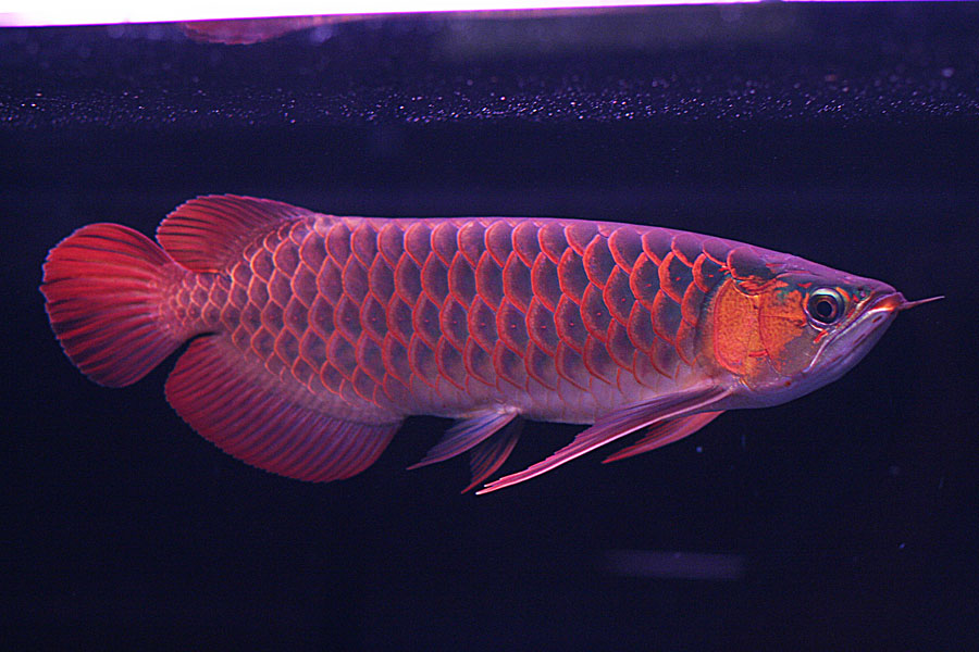 (นอกเรื่อง) ขอชม Arowana ของน้าๆกันหน่อยครับ!!!