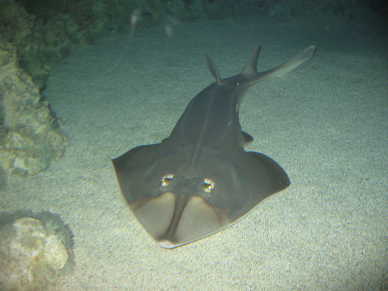 ตัวต่อมานะครับ ปลาโรนันหัวเสียม

ปลาโรนันหัวเสียม (อังกฤษ: Shovelnose guitarfish) จัดเป็นปลาโรนันข