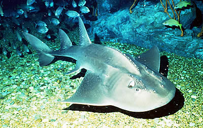 ต่อมานะครับ ปลาโรนิน

ปลาโรนิน (อังกฤษ: Bowmouth guitarfish, Mud skate, Shark ray) เป็นปลาที่นิยมเ