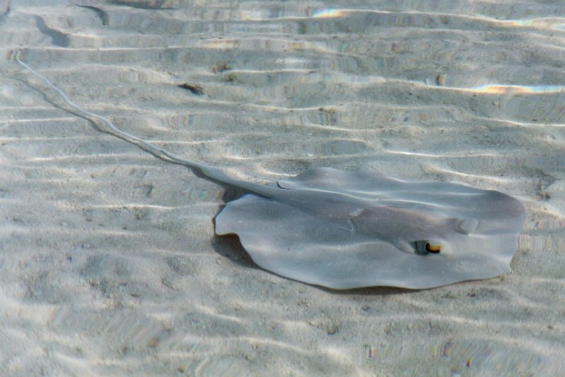 ตัวสุดท้ายครับ กระเบนจมูกเเหลม

ปลากระเบนจมูกเเหลม(อังกฤษ: Scaly whipray)พบอาศัยอยู่ตามชายฝั่งทะเล