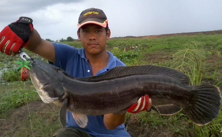 โทรฟี่ปี55ครับ  ชะโดป่าสาหร่ายพิษณุโลก  6.1 kg 

ลงไว้แค่นี้พอครับ  ขอร่วมแชร์ประสพการณ์ด้วยคนครับ