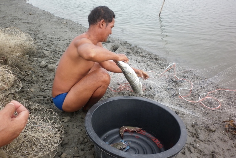 เข้ามาในบ่อหอยแคลง    เจอน้าสายชล(เจ้าของบ่อ)  กำลังปลดปลาสาก  ออกจากอวนปูที่ลงไว้    ตัวกำลังน่าสนุ