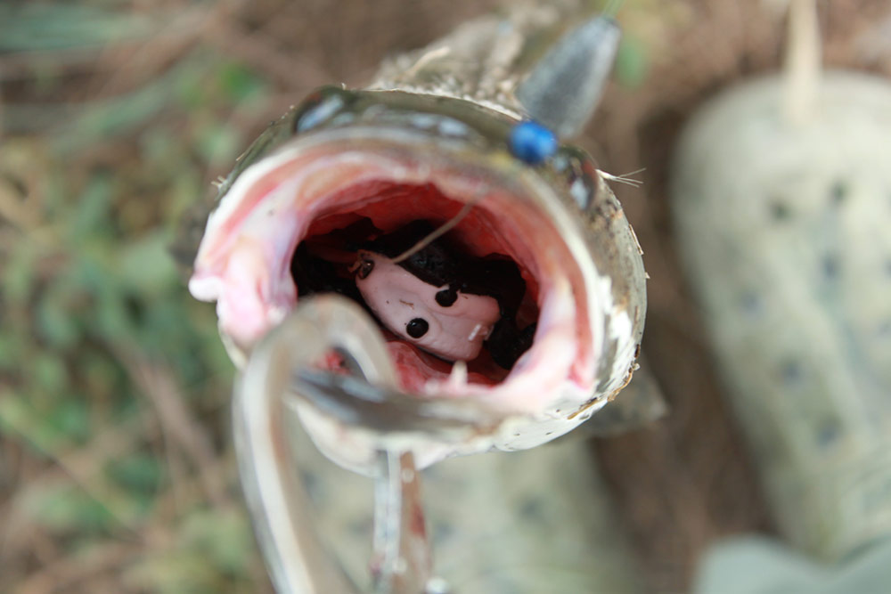 พวกๆเค้าตีปลั๊กตีสปินเนอร์ส่วนผมยังกระดกหนอนต่อ  สุดซอยกันไปครับ :grin: