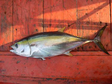 ตัวต่อมานะครับ โอครีบเหลือง

ชื่อไทย
    โอครีบเหลือง, ทูน่าครีบเหลือง 
ชื่อสามัญ
    YELLOWFIN