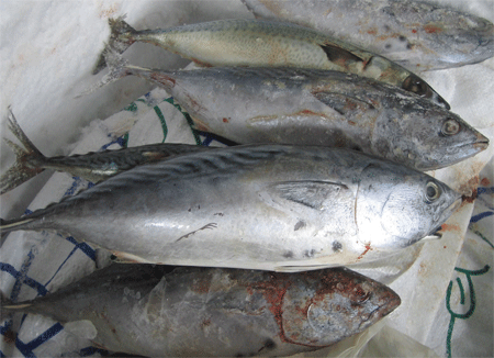 ตัวต่อมาครับ โอแถบ

ชื่อไทย
    โอแถบ 
ชื่อสามัญ
    SKIPJACK TUNA 
ชื่อวิทยาศาสตร์
    Euthy