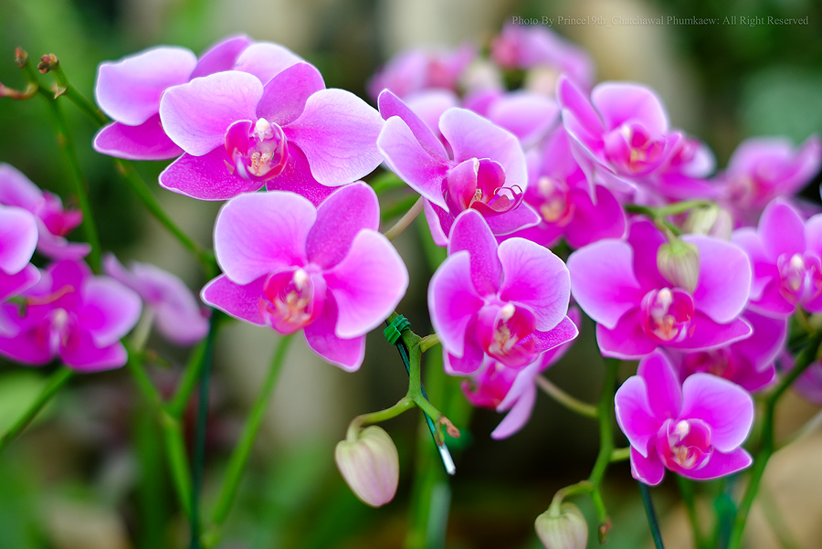 ใบที่ 9 สีสันล่ะจี๊ดมั๊ย ปรับทั้งหมดจากกล้อง และถ่าย jpeg ครับ