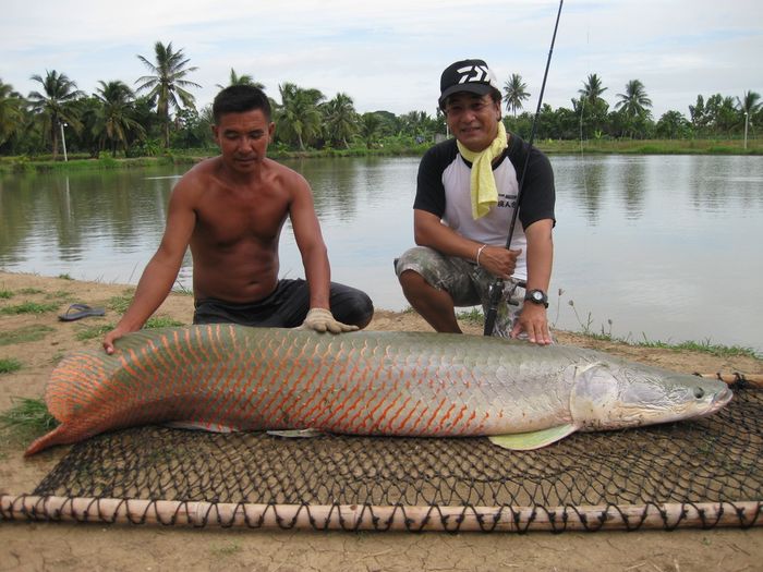 Hello!   
I caught the fish of the image in 6/16 @Amazon BKK!!