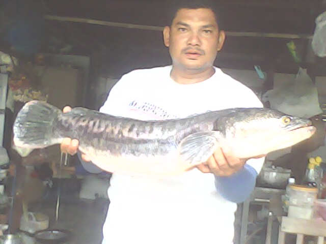 ก่อนจะมาตกช่อนเพื่อนเชตุ..กลับบ้านที่เพชรบุรีแวะข้างทางซัดใหญ่มาอวด........ฝากซักรูป :grin: :grin: